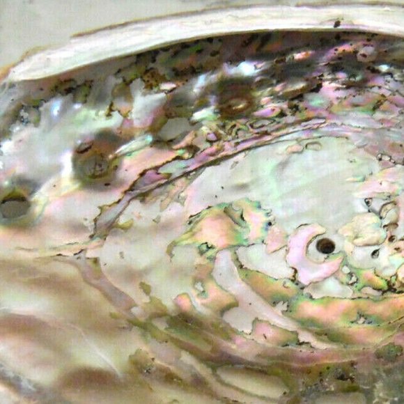 Beautiful Abalone Shell Antique & Vintage lot of 4~Size 8"~8"~6.5"~4 3/4''inches - Picture 9 of 16